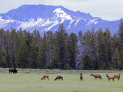 Yellowstone National Park