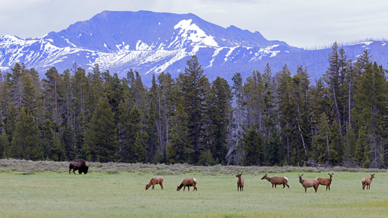 Yellowstone National Park