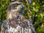 Immature Bald Eagle 