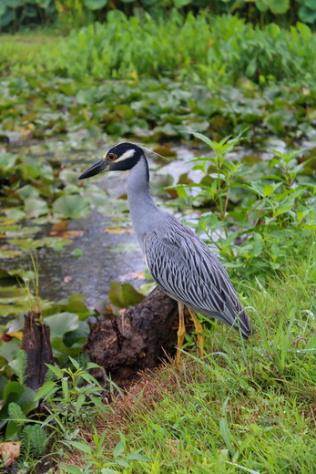 Kenilworth Park & Aquatic Gardens