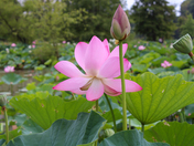 Kenilworth Park & Aquatic Gardens