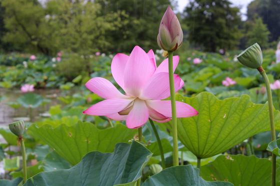 Kenilworth Park & Aquatic Gardens