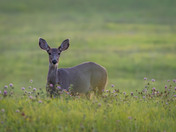 Mule Deer Doe