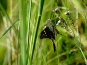 Eufaula National wildlife refuge