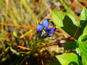 Carolina Sandhills National Wildlife Refuge