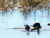 Lake Mattamuskeet National wildlife refuge