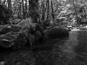 Smoky Mountains national park