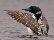 Common Loon