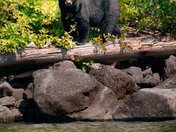 Black Bear