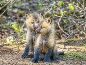 Cuteness Overload