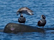 Harlequins and Seagull