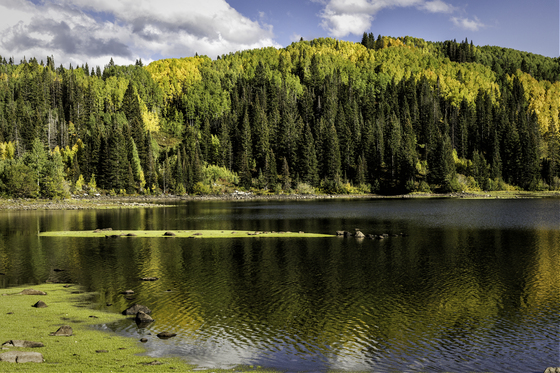 Gunnison National Forest