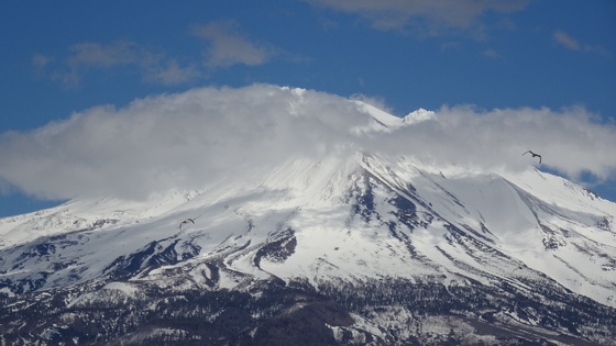 Shasta-Trinity National Forest