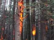 Jedediah Redwoods National Park, California 