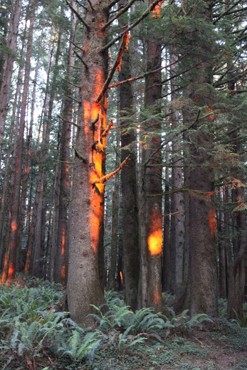 Jedediah Redwoods National Park, California 