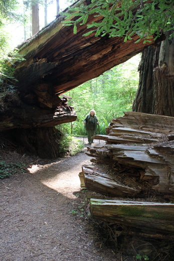 Jedediah National Park, California 
