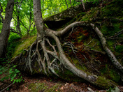 Allegheny National Forest