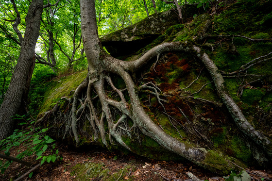 Allegheny National Forest