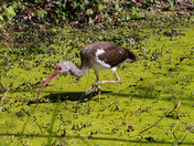 Ocala National Forest