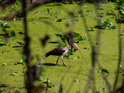 Ocala National Forest