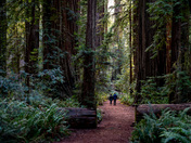 Redwood National Park