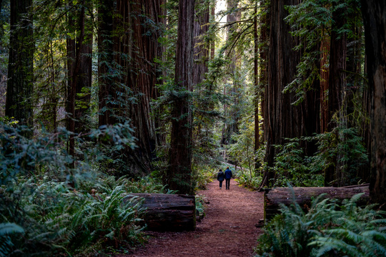 Redwood National Park