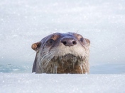 River Otter