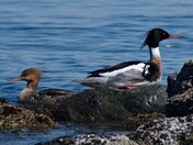 Merganser Pair