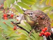 A foraging flock of American Robins