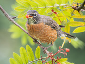 A foraging flock of American Robins