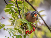 A foraging flock of American Robins