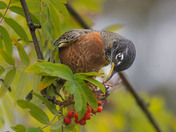 A foraging flock of American Robins