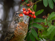 A foraging flock of American Robins