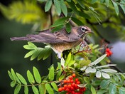 A foraging flock of American Robins