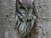 Screech Owl
