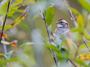 White-throated Sparrow