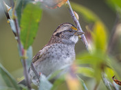 White-throated Sparrow