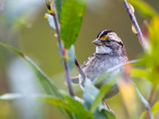 White-throated Sparrow