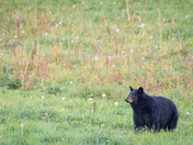 Black bear looking back at me!