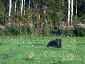 Black bear looking back at me!