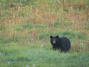 Black bear looking back at me!