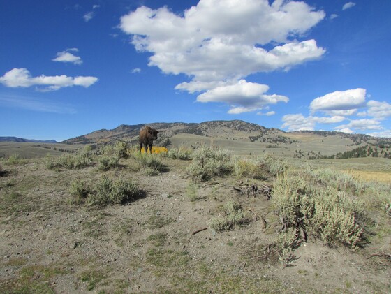 Yellowstone National Park