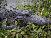Everglades National Park