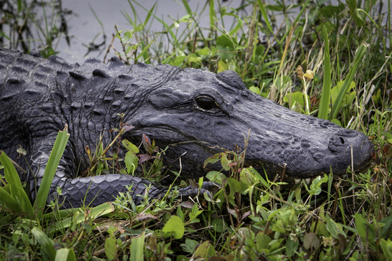 Everglades National Park