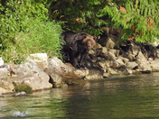 Grizzly