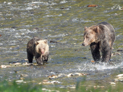 Grizzly Mom and Cub