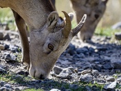 Synchronized Snacking 