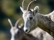 Standing Out in a Herd