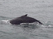 Humpback Calf