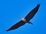 Heron In Flight
